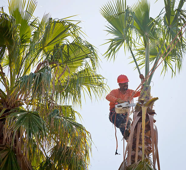 The Steps Involved in Our Tree Care Process in South Gate Ridge, FL